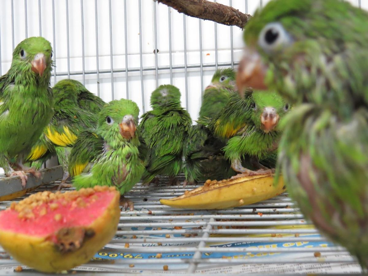 As aves capturadas foram atendidas no Cras-Pet de São Paulo