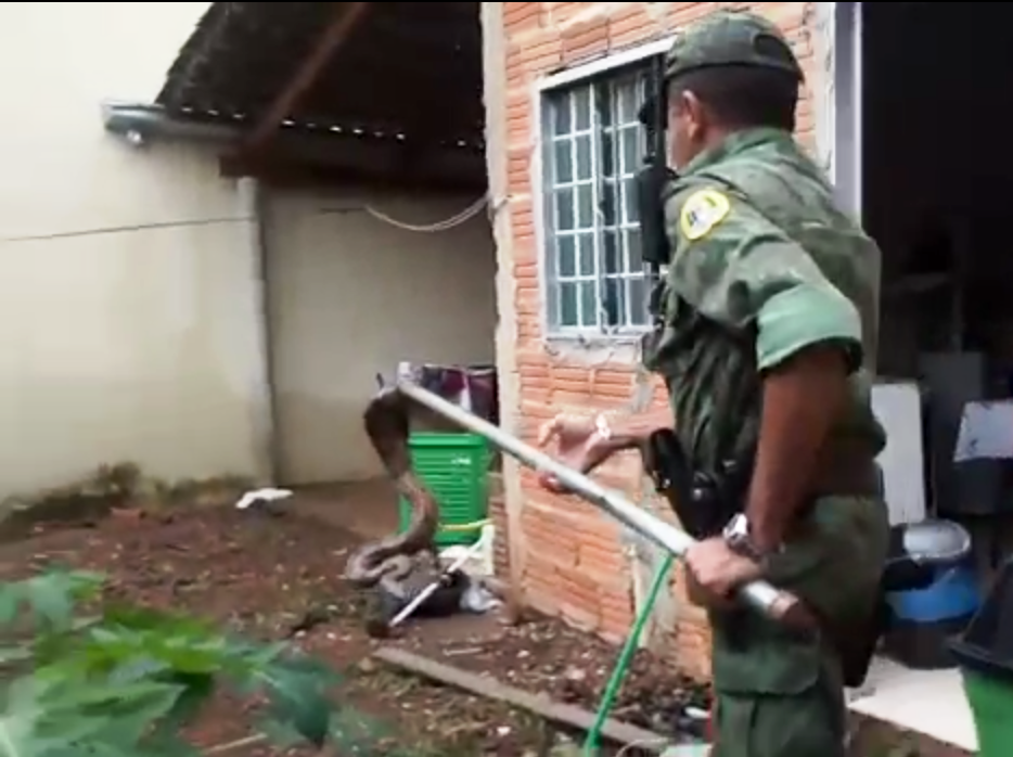 Policiais Militares capturam jiboia em Palmas