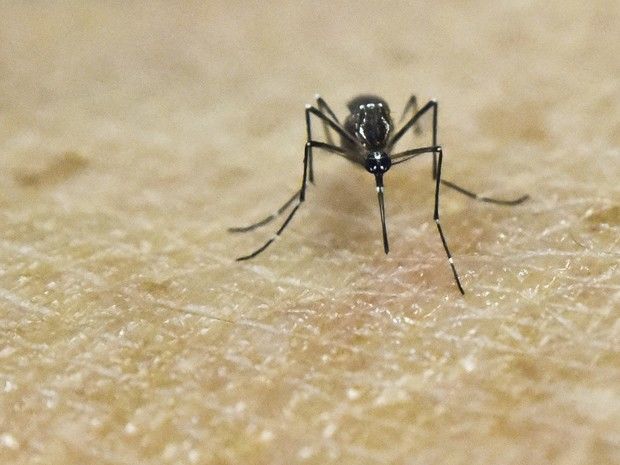 aedes-aegypti