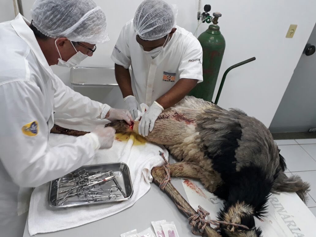 Ema passa por cirurgia após atropelamento em rodovia do Tocantins, mas não resiste_Foto Antonio C Pakalolo (3)