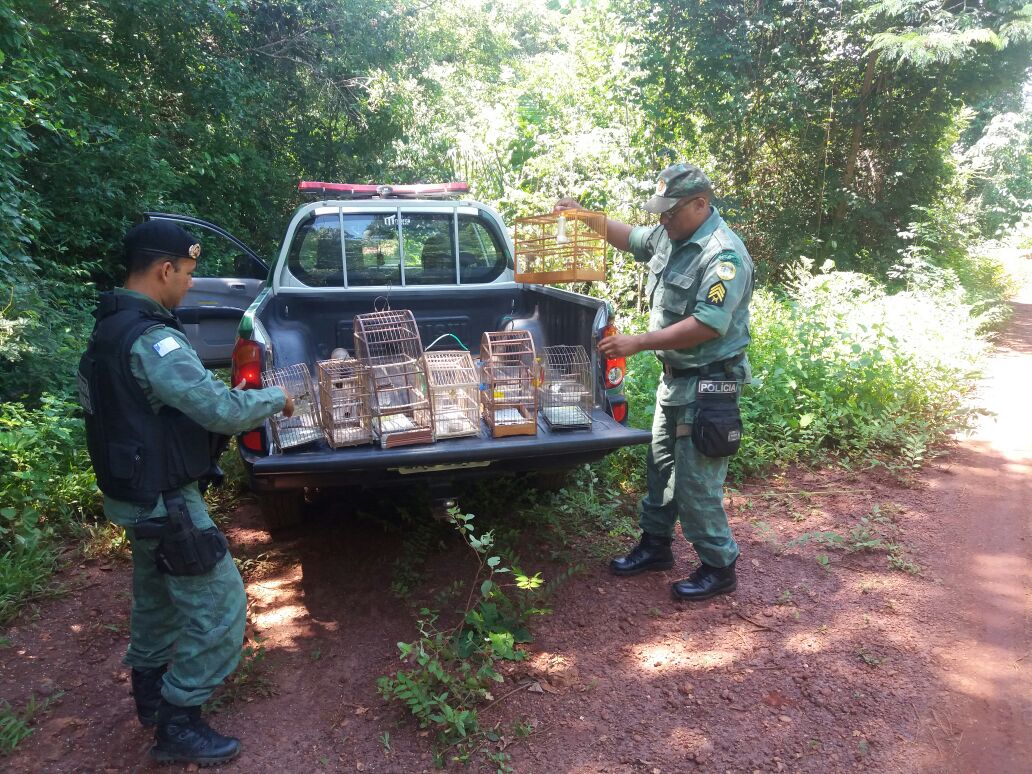 PM apreende aves silvestres e dois homens são multados em Tocantinópolis