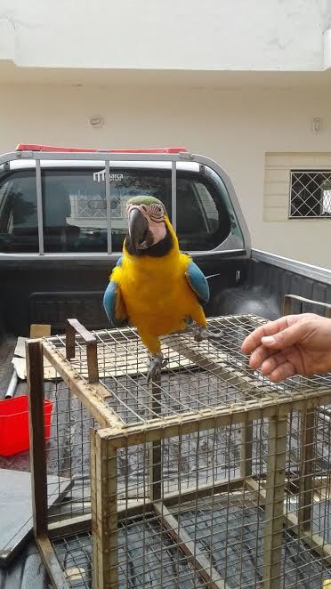 A ave nativa do cerrado foi localizada no quintal de uma casa em Miracema.