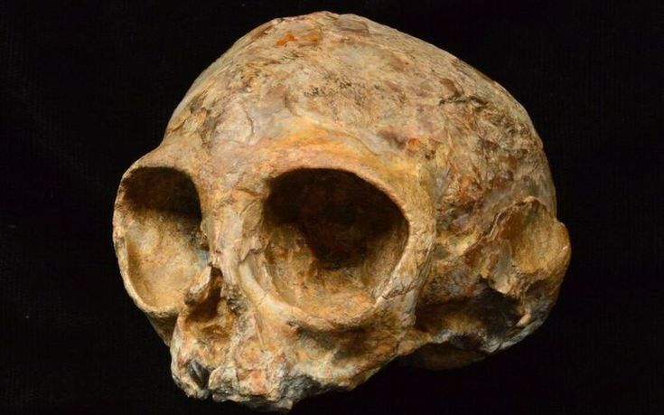 Crânio de 13 milhões de anos