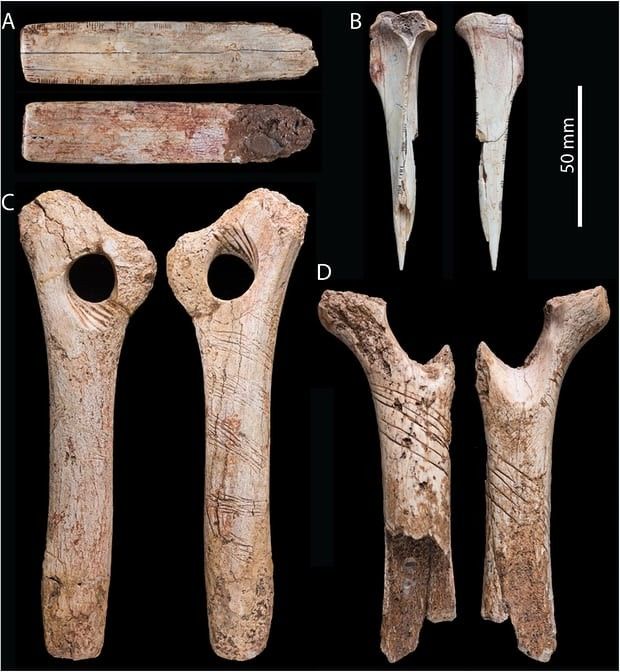 ossos humanos primários