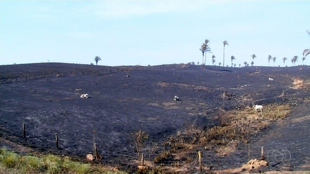 Incêndio pode ter matado cerca de mil cabeças de gado (Foto: Reprodução/TV Anhanguera)