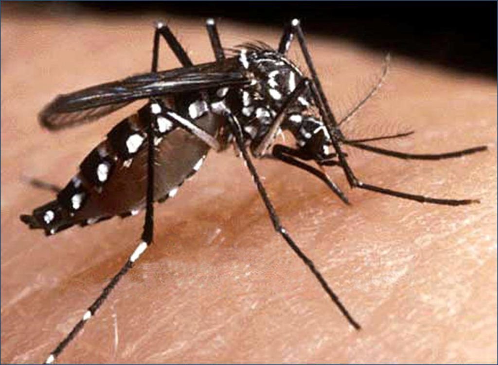 Aedes Aegypti transmissor da dengue, zika e chikungunya - Foto - Divulgação