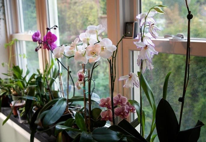 Já pensou em ter orquídeas em casa? Veja com cultivar | Gazeta do ...