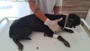 Cachorros foram resgatados em Araguaína - Foto - Polícia Militar do Tocantins