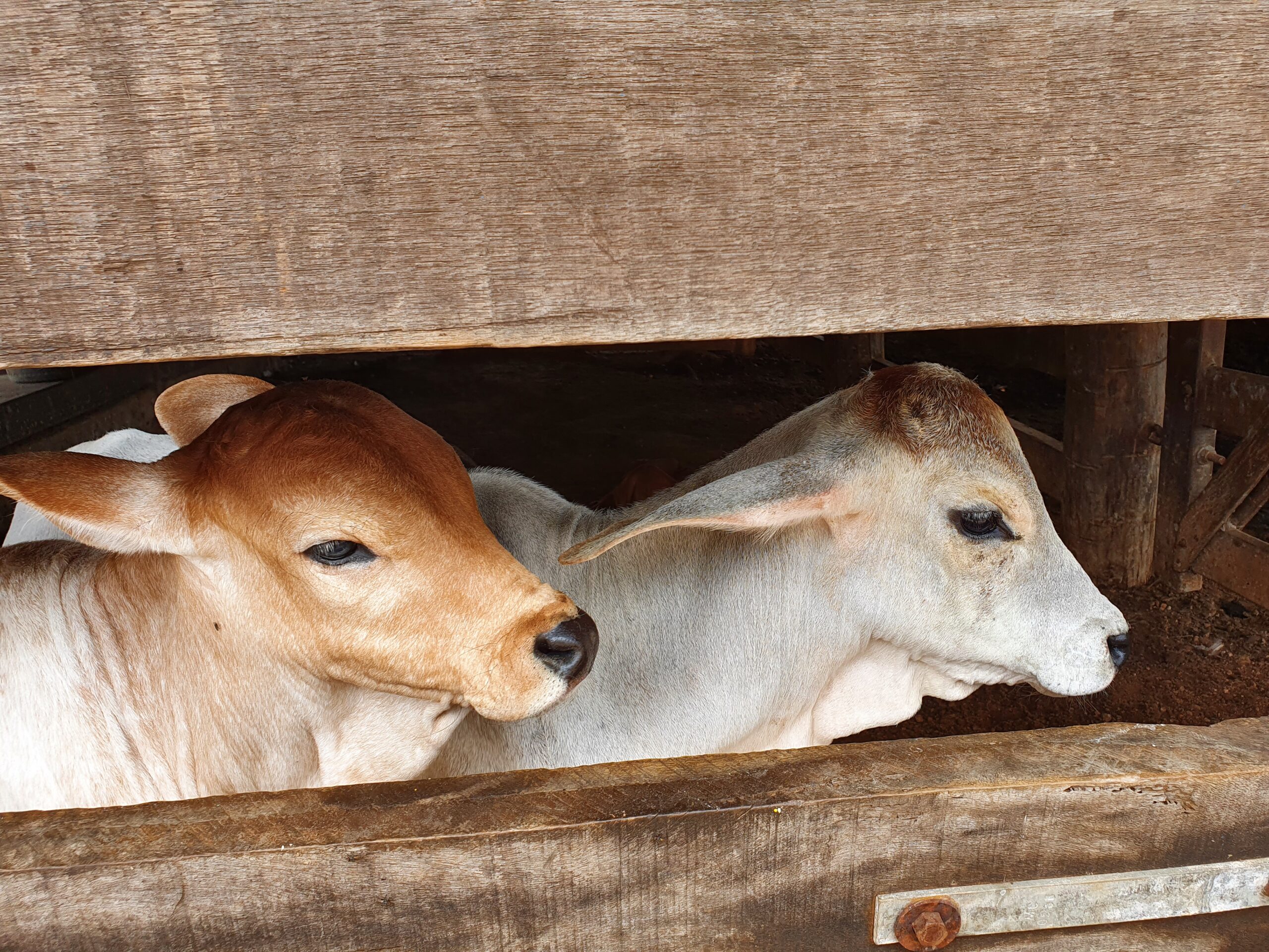 Bezerras bovinas e bubalinas devem ser vacinas até 31 de dezembro - Foto - Dinalva Martins/Governo do Tocantins