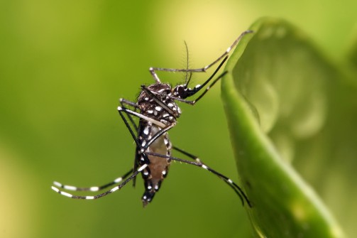 O aedes aegypti é o transmissor da dengue, zika e chikungunya - Foto - Fiocruz