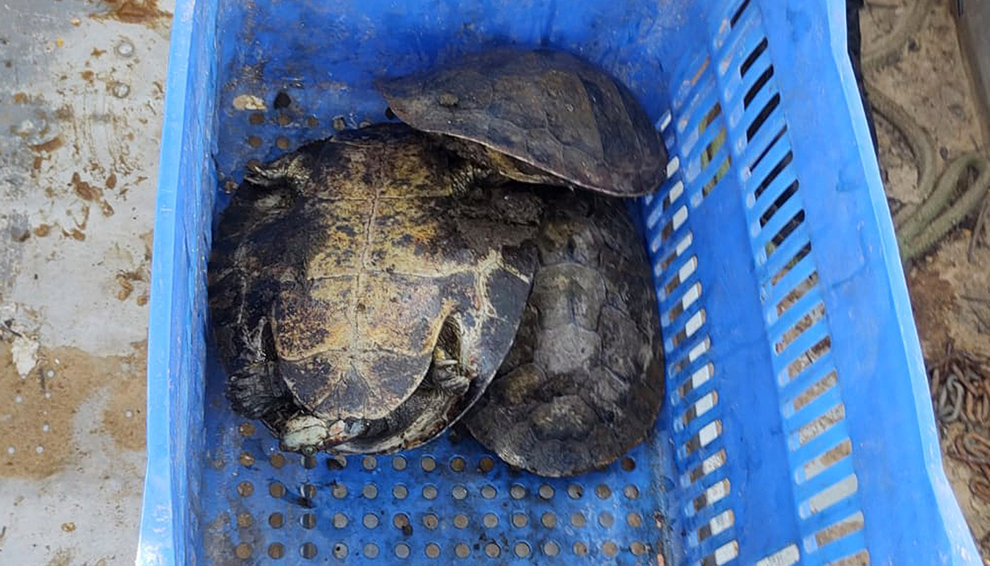Tartarugas foram resgatadas - Foto - Naturatins