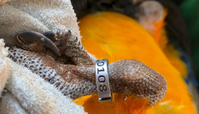 No processo de identificação, aves são marcadas com pequenos anéis chamados de anilhas - Naturatins/Governo do Tocantins