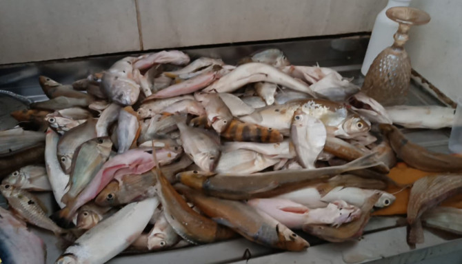 Cerca de 64 kg de pescados foi apreendido - Foto - Naturatins/Governo do Tocantins