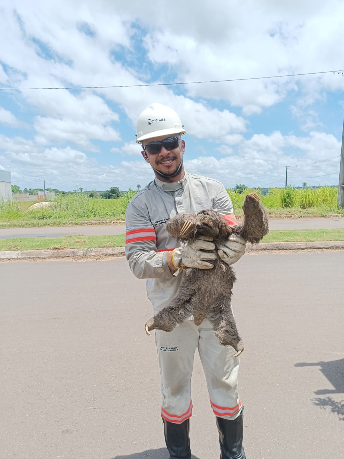 Bicho-preguiça foi resgatado em Araguaína - Foto - Divulgação