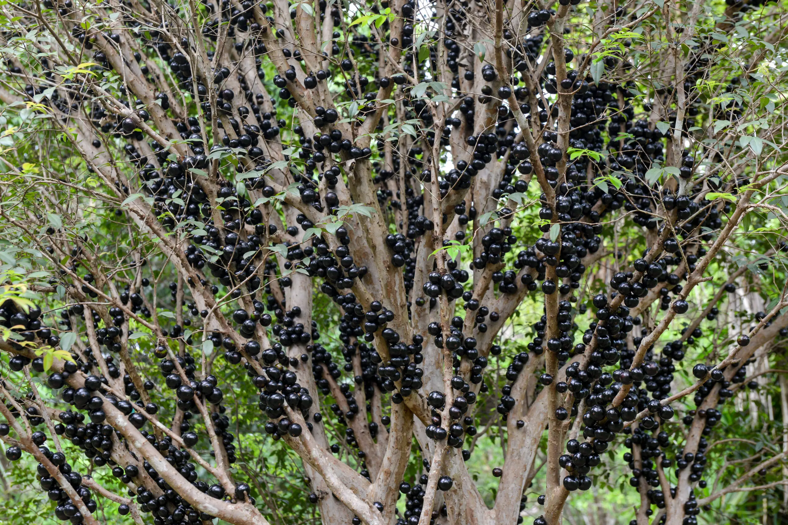 Sexta edição da Festa da Jabuticaba tem data marcada e colheita inicia nesta sexta-feira, 8