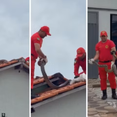 Cobra foi resgatada em cima de telhado - Foto: CANUC-TO/Divulga&ccedil;&atilde;o
