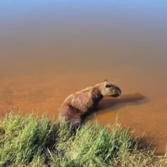 Capivara baleada fica parapl&eacute;gica ap&oacute;s ser encontrada ferida &agrave;s margens de lago no norte do TO