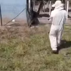 Ovelha morre ap&oacute;s ataque de enxame de abelhas durante limpeza de terreno no interior do TO; V&Iacute;DEO