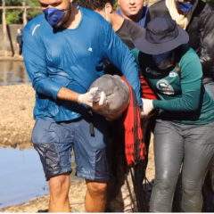 Dois botos foram resgatados em Lagoa da Confusão — Foto: Divulgação/Naturatins e SEMA Lagoa da Confusão
