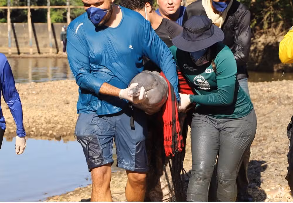 Dois botos foram resgatados em Lagoa da Confusão — Foto: Divulgação/Naturatins e SEMA Lagoa da Confusão
Dois botos foram resgatados em Lagoa da Confusão — Foto: Divulgação/Naturatins e SEMA Lagoa da Confusão
