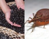 Doença de Chagas: entenda os sintomas e as formas de transmissão