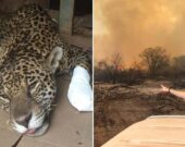 ONG faz campanha para salvar milhares de animais silvestres, vítimas de incêndios no Pantanal