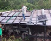 Motorista tomba carreta ao se distrair com goteira em cabine e mata bois que eram transportados