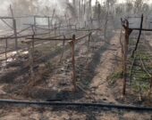 Incêndio destrói casas e plantações em acampamento do MST no Bico do papagaio