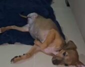 Moradora de Gurupi é presa por crime de maus-tratos a filhote de cachorro